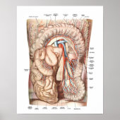 Poster Anatomie de l'abdomen (Devant)