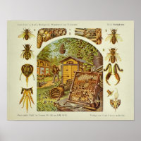 Anatomie de l'abeille vintage Imprimer