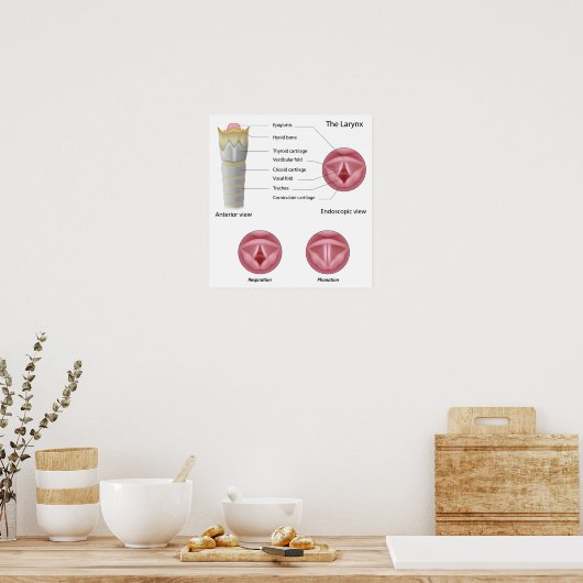 Poster Anatomie de l'affiche larynx (Cuisine)