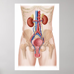 Poster Anatomie de l'appareil urinaire masculin