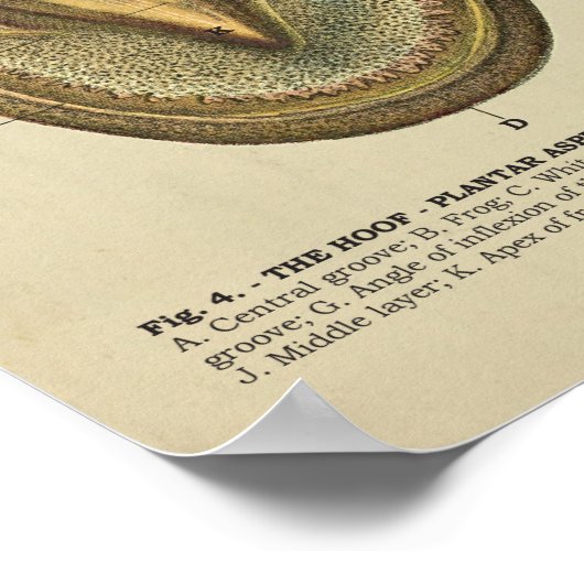 Poster Anatomie de l'arbre à pied du cheval Organigramme (Coin)