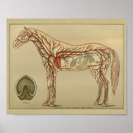 Poster Anatomie de l'artère cardiaque du cheval Imprimer (Devant)