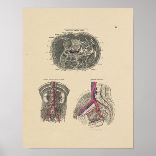 Poster Anatomie de l'artère vintage 1880 Imprimer (Devant)