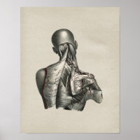 Anatomie de l'épaule humaine Imprimer Vintage