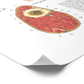 Poster Anatomie de l'épaule musculaire du cheval (Coin)