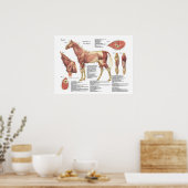 Poster Anatomie de l'épaule musculaire du cheval (Cuisine)