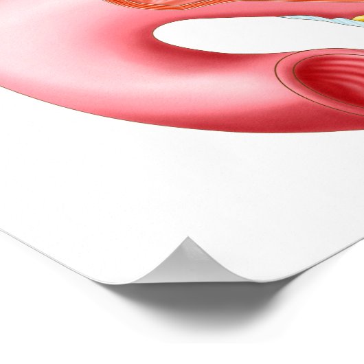 Poster Anatomie De L'Estomac Humain (Coin)