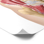 Poster Anatomie De L'Iliopsoa, Les Muscles De Hip Dorsal (Coin)