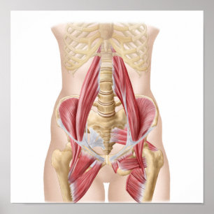 Poster Anatomie De L'Iliopsoa, Les Muscles De Hip Dorsal