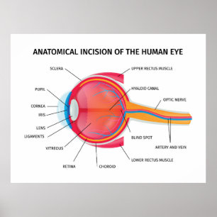 Poster Anatomie de l'oeil humain