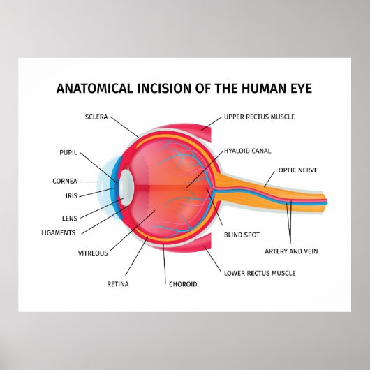 Poster Anatomie de l'oeil humain (Devant)