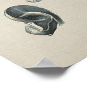 Poster Anatomie de l'oreille humaine Imprimer Vintage (Coin)