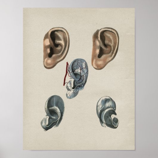 Poster Anatomie de l'oreille humaine Imprimer Vintage (Devant)