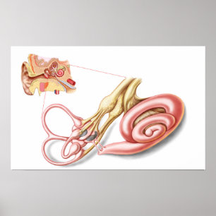 Poster Anatomie De L'Oreille Humaine, Labyrinthe Membrane