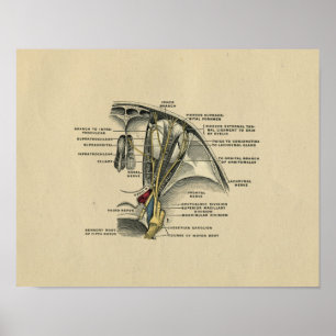 Poster Anatomie de nerfs d'oeil humain 1902 copies