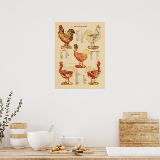 Poster Anatomie de poulets (Cuisine)