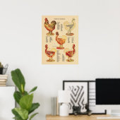 Poster Anatomie de poulets (Bureau à domicile)