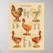 Poster Anatomie de poulets (Devant)