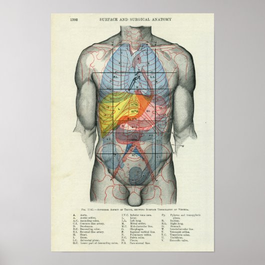 Poster Anatomie de surface humaine liée aux organes (Devant)