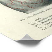 Poster Anatomie de surface humaine liée aux organes (Coin)