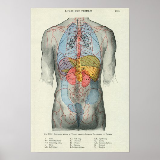 Poster Anatomie de surface humaine liée aux organes (Devant)