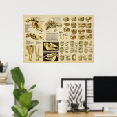Poster Anatomie dentaire équine Age du cheval par dents (Bureau à domicile)