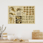 Poster Anatomie dentaire équine Age du cheval par dents (Cuisine)