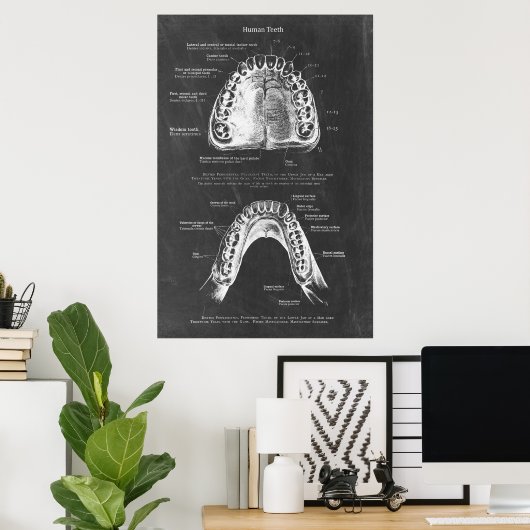 Poster Anatomie dentaire supérieure et inférieure de mâch (Bureau à domicile)