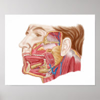 Anatomie Des Armes Salivaires Humaines