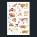 Poster Anatomie des bovins Graphique 24" X 36"<br><div class="desc">Poster anatomique de la vache - 24" X 36" Carte murale anatomique de la vache (bovin,  ox). Montre les systèmes squelettique,  musculaire,  artériel et nerveux. Orgues abdominaux et thoraciques. Âge du boeuf de 1 à 4 ans par les dents incisives. Section transversale de la tête.</div>