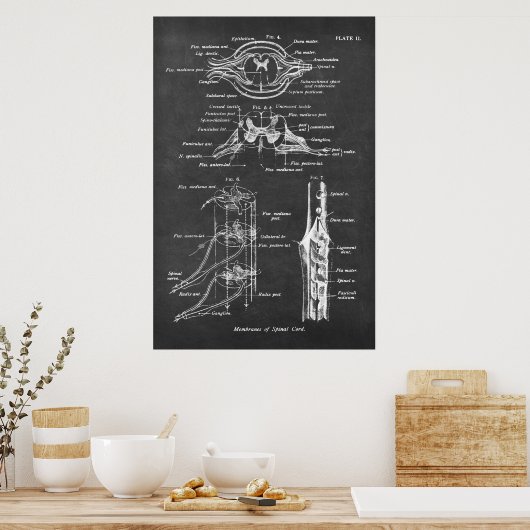 Poster Anatomie des cordons de colonne vertébrale Imprime (Cuisine)