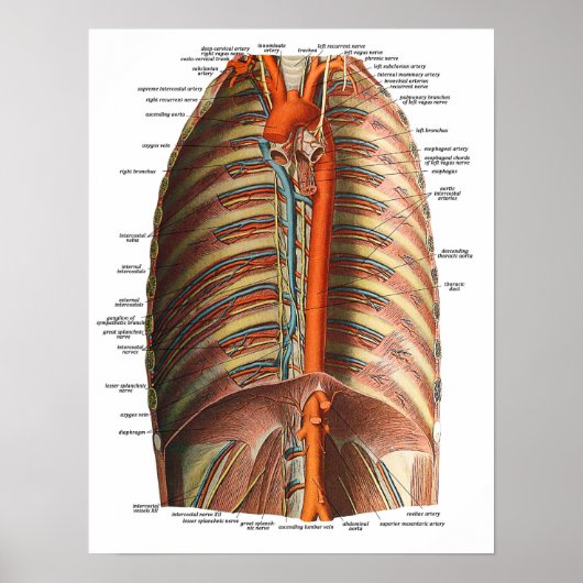 Poster Anatomie des côtes et Thorax (Devant)
