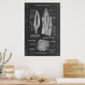 Poster Anatomie des dents humaines (Cuisine)