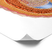 Poster Anatomie Des Hommes Testis (Coin)