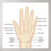 Poster Anatomie des mains humaines (Devant)