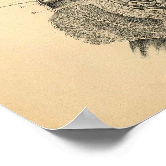 Poster Anatomie des moutons de chèvre de vache 1908 Impri (Coin)