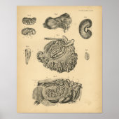 Poster Anatomie des moutons de chèvre de vache 1908 Impri (Devant)