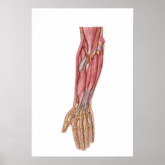 Poster Anatomie Des Muscles D'Avant-Arme Humains 1 (Devant)