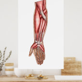 Poster Anatomie Des Muscles D'Avant-Arme Humains 2 (Cuisine)