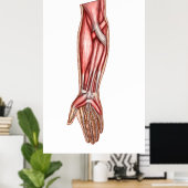 Poster Anatomie Des Muscles D'Avant-Arme Humains 2 (Bureau à domicile)