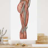 Poster Anatomie Des Muscles De Cuisse Humains, Vue Antéri (Cuisine)