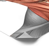 Poster Anatomie Des Muscles Du Visage Et Du Cou Humains,  (Coin)