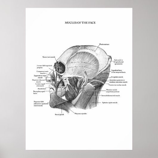 Poster Anatomie des muscles faciaux (Devant)