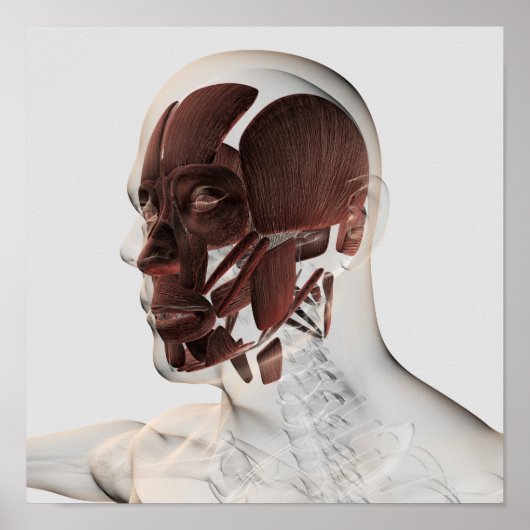 Poster Anatomie Des Muscles Faciaux Hommes, Vue De Côté (Devant)