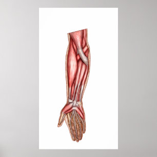 Poster Anatomie des muscles humains 2 d'avant-bras