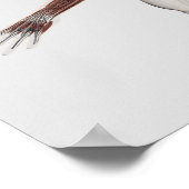 Poster Anatomie Des Muscles Masculins Dans Le Corps Supér (Coin)