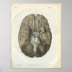 Poster Anatomie des nerfs du cerveau humain Imprimer