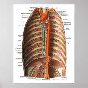 Poster Anatomie des nervures et du thorax