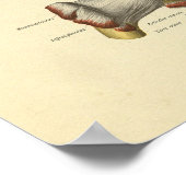 Poster Anatomie des os articulés de l'épaule (Coin)