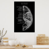 Poster Anatomie des os crâniens (Cuisine)